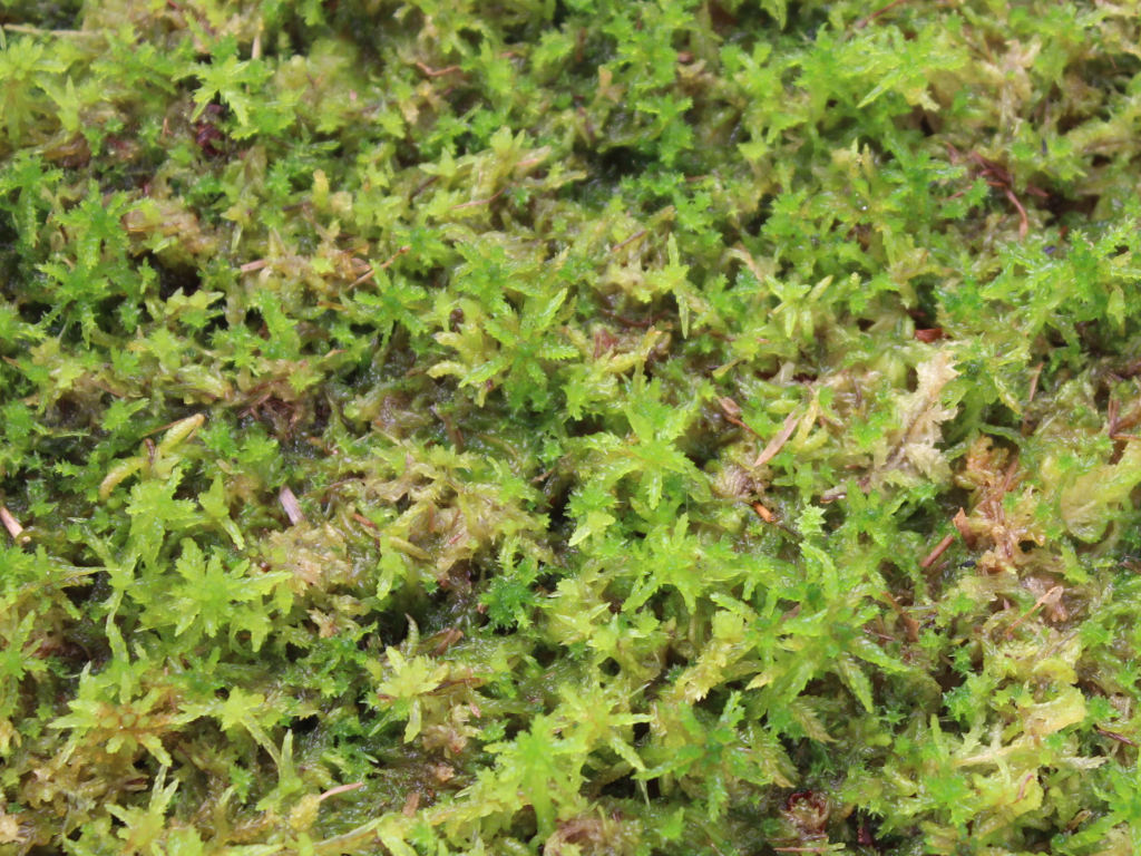 Sphagnum palustre.
